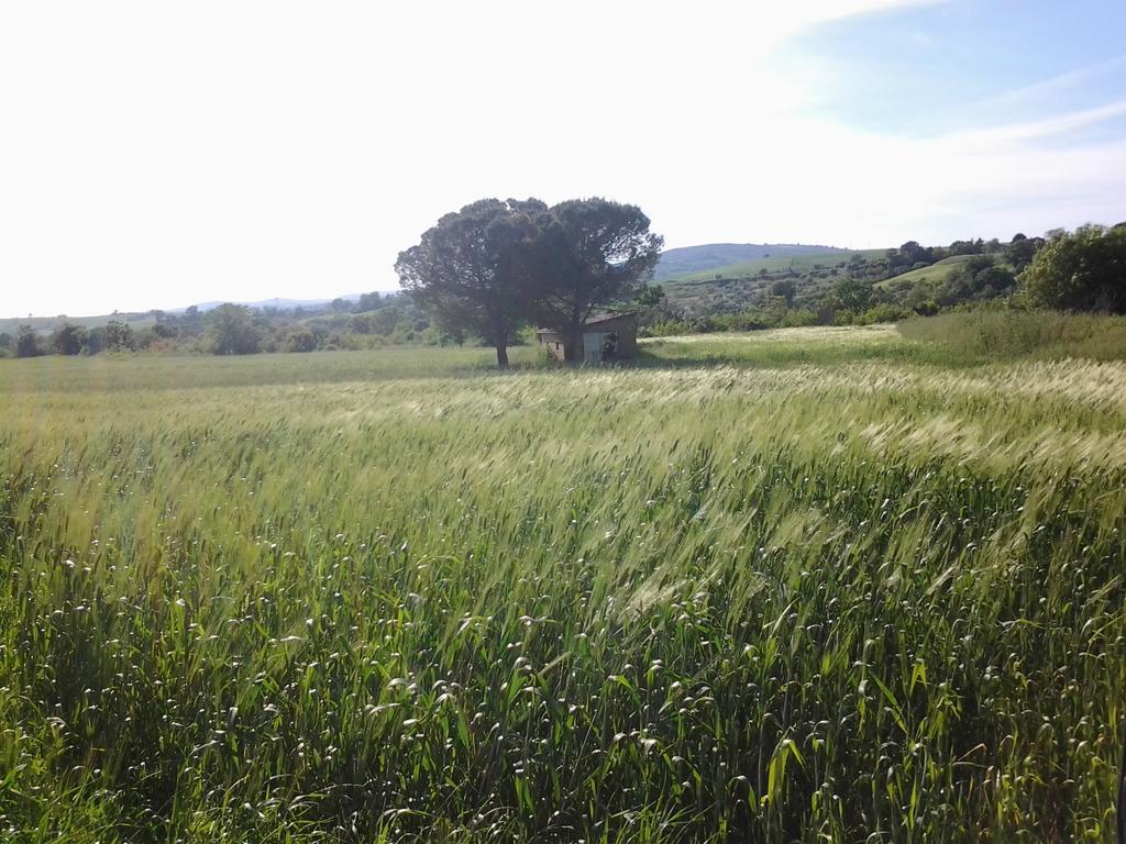 Bio Agriturismo Il Torrione Villa Saturnia Eksteriør billede