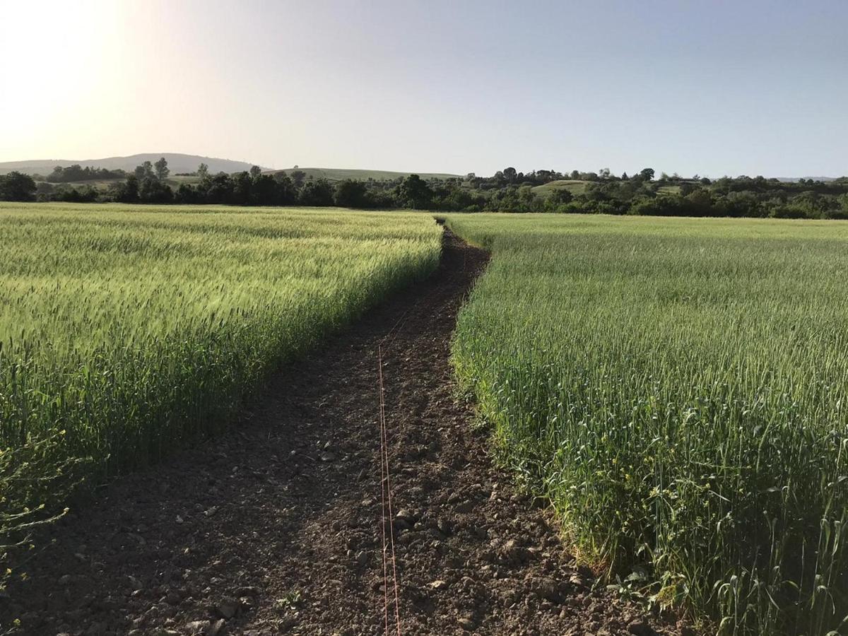 Bio Agriturismo Il Torrione Villa Saturnia Eksteriør billede