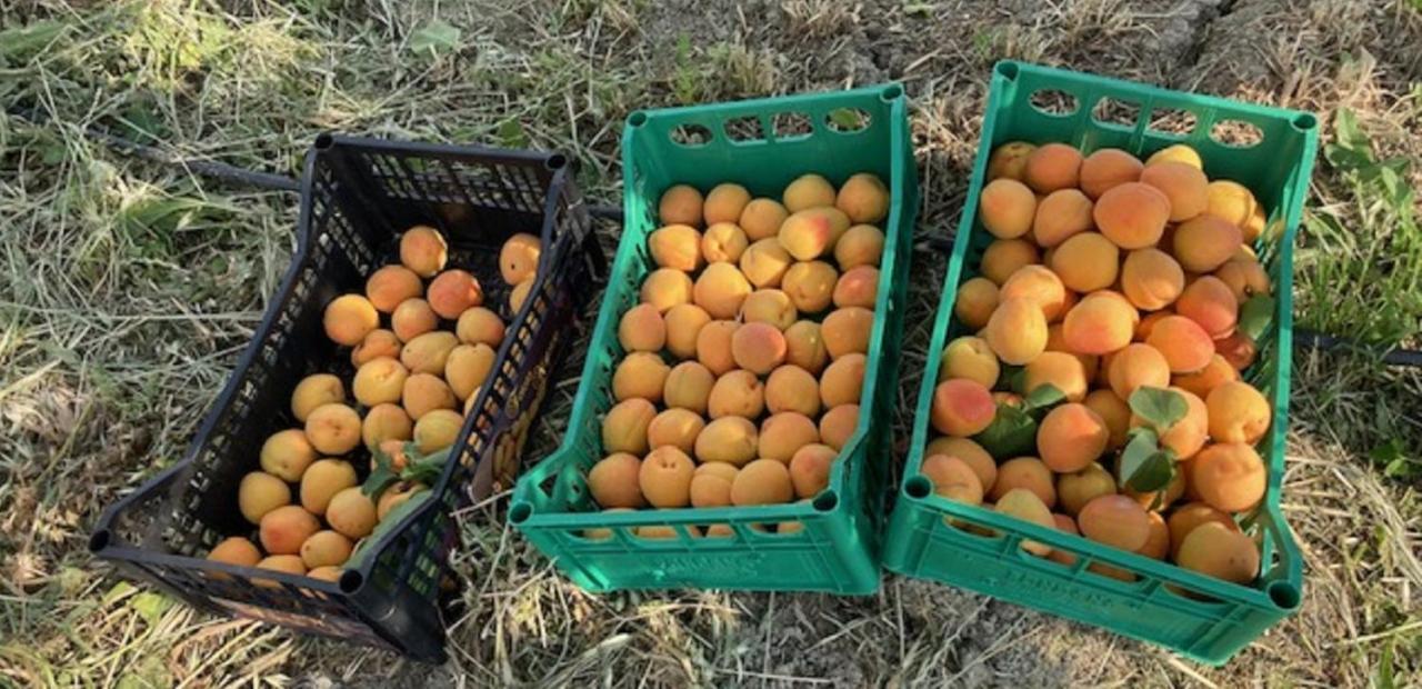 Bio Agriturismo Il Torrione Saturnia Eksteriør billede
