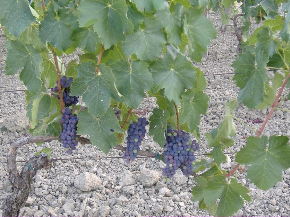Bio Agriturismo Il Torrione Saturnia Eksteriør billede